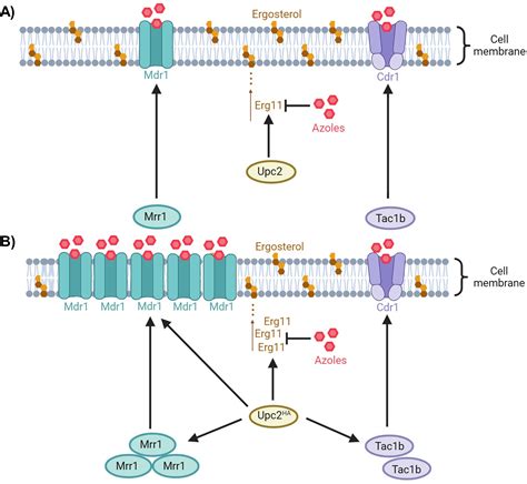 Upc2 Mediated Mechanisms Of Azole Resistance In Candida Auris