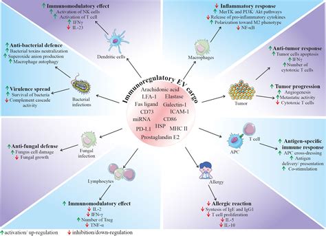 Frontiers Stem Cell Derived Extracellular Vesicles As New Tools In