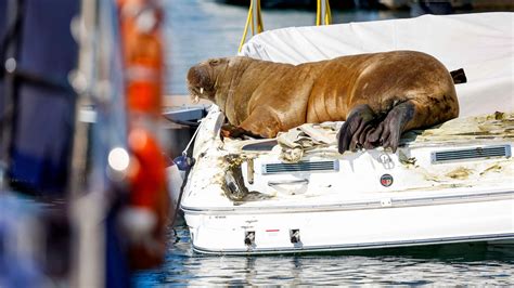 Freya A Famous Walrus Is Killed And Norwegians Are Divided The New