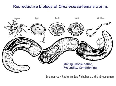 Life Cycle Programme Onchocercoses