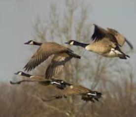 Early Canada Goose Hunting Season Set - KVRR Local News