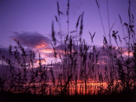 Sunset & Grass Free Photo Download | FreeImages