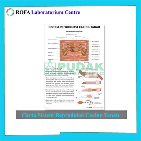 Jual Carta Sistem Reproduksi Cacing Tanah Carta Biologi Carta IPA