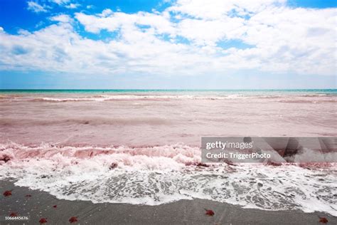 Red Tide Beach Florida High Res Stock Photo Getty Images