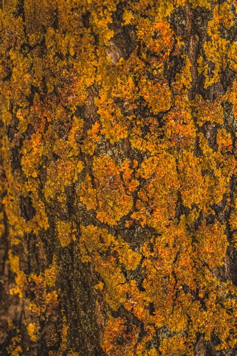 Orange Moss · Free Stock Photo