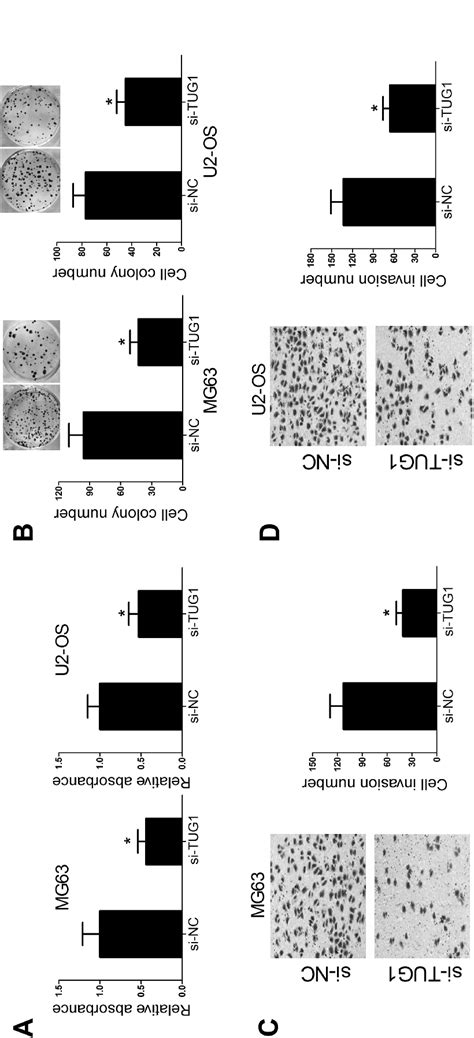 Tug Knockdown Inhibits Proliferation And Invasion In Osteosarcoma