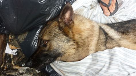 German shepherd found injured in dumpster dies | CTV News