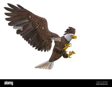 águila calva atacando sobre fondo blanco ilustración 3d Fotografía de