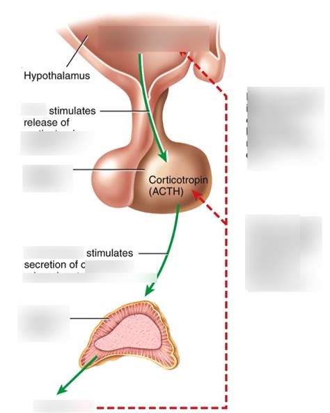 Hypothalamus and Pituitary: Negative Feedback Loop Diagram | Quizlet