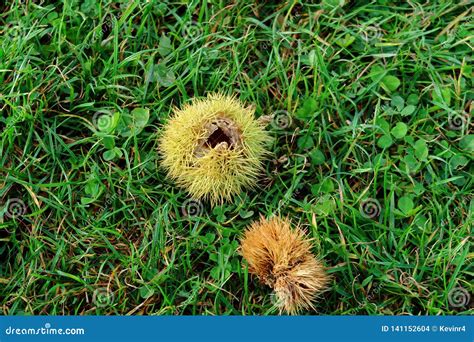 An Open Chestnut Husk In The Green Grass Stock Photo Image Of Nuts