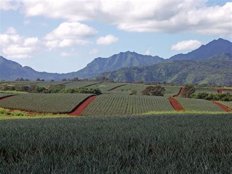 The pineapple fields around Schofield | Honolulu photo, Miss hawaii ...