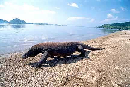 Pulau Komodo, NTT | Dibalik Kesemuan INDONESIA