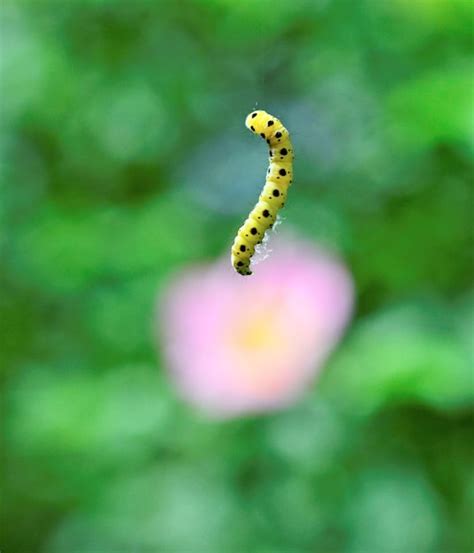 Premium Photo | Yellow caterpillar with black dots levitatingimage of a