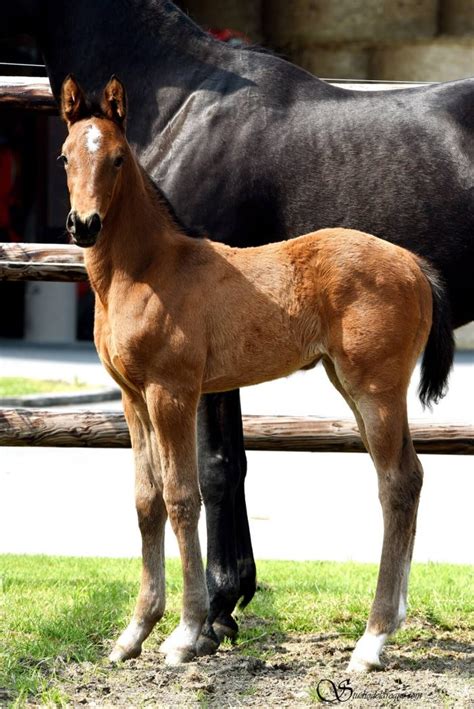 Le Haras Des Coudrettes Concours D Levage Au Haras Des Coudrettes