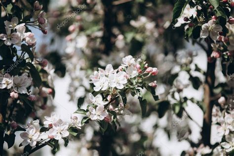 Flor De Manzana Tierna Brotes Y Flores En La Primavera La Llegada De