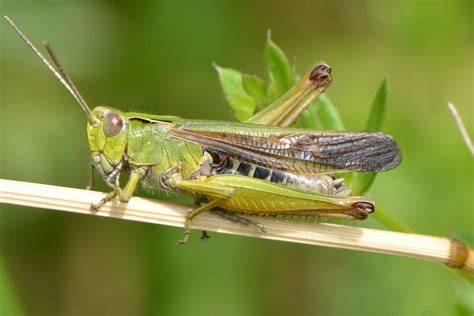DSC_4721 | Omocestus viridulus | Vlad Proklov | Flickr