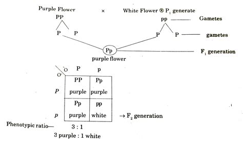 A Pea Plant With Purple Flowers Was Crossed With White Flowers Produci