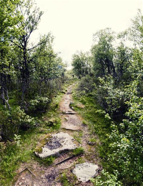 Fotos Gratis Rbol Bosque C Sped Planta La Carretera Sendero