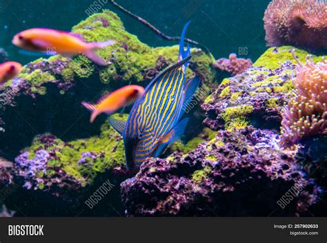 Beautiful Acanthurus Image & Photo (Free Trial) | Bigstock