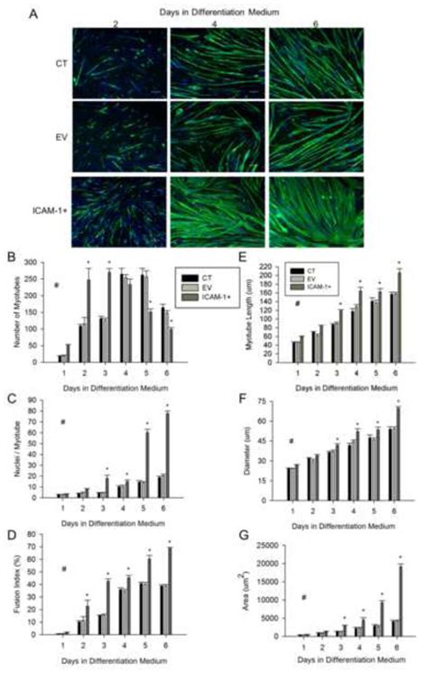 Myotube Formation Myonuclear Number And Myotube Size A