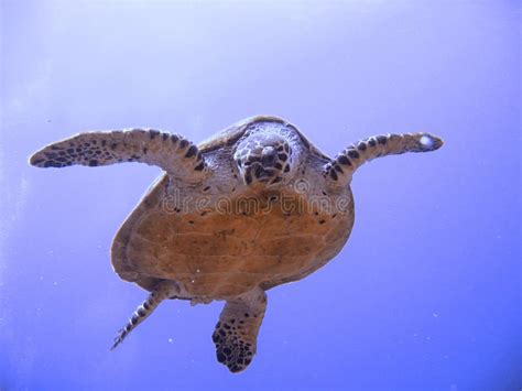 Curious Hawksbill Sea Turtle (endangered) Stock Photo - Image of ...