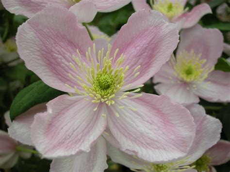 Clematis montana group www.clematis.be...