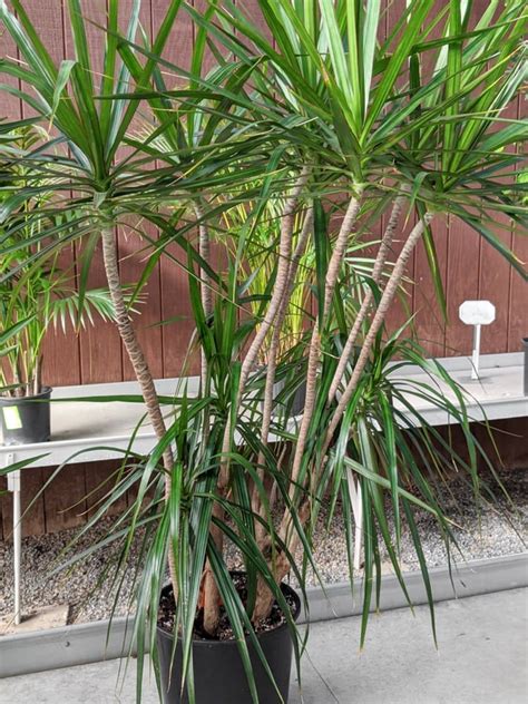 Learn all about growing the gorgeous Dracaena as a houseplant!