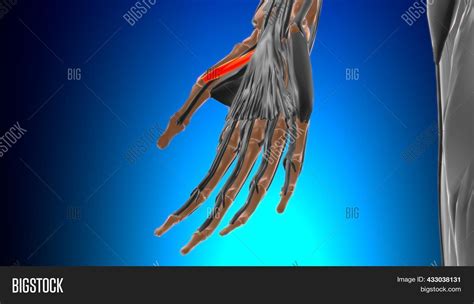 Flexor Pollicis Brevis Image & Photo (Free Trial) | Bigstock