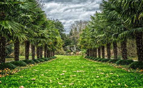 Avenue Palm Trees Tree Lined Free Photo On Pixabay