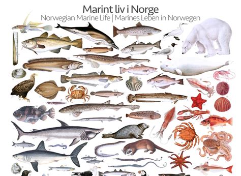 Norwegian Marine Life Marint Liv I Norge Poster Gone71 N