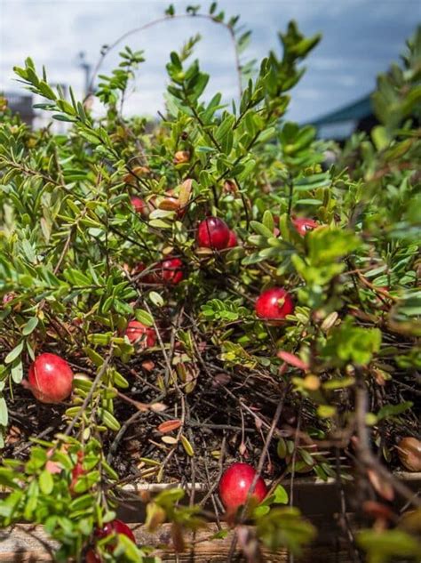 Cranberries - Spotts Garden Service