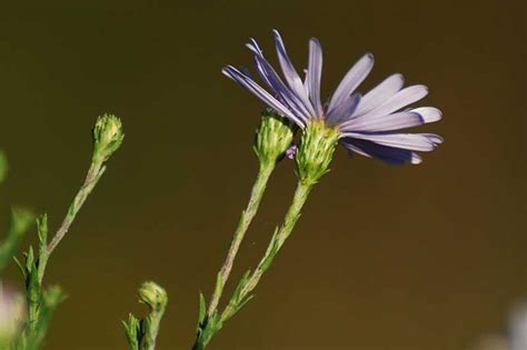 How to Grow and Care for Sky Blue Aster Flowers