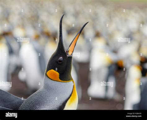 King Penguin Aptenodytes Patagonicus On The Falkland Islands In The