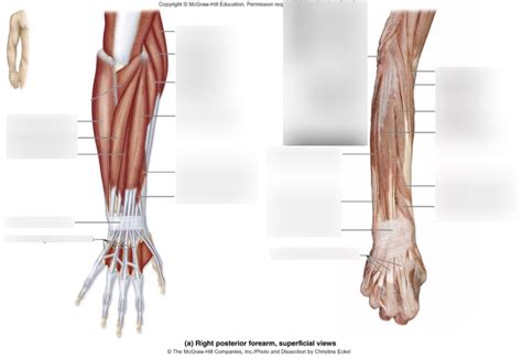 Forearm Posterior Superficial Diagram Quizlet