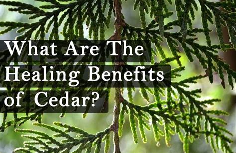 The Healing Properties Of Cedar Cedar Sense Wooden Products