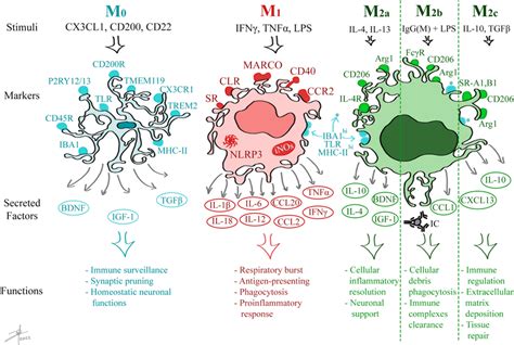 Microglial Activation States Markers And Functions Microglia Are