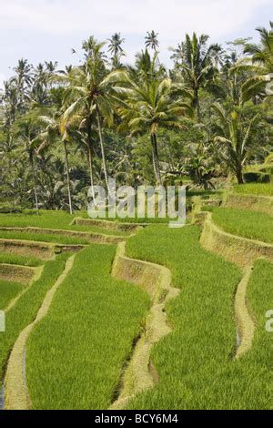 Königliche Gräber am Gunung Kawi Tempel Bali Indonesien