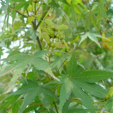 Acer Palmatum Seeds, Japanese Maple Seeds - heyouseeds – HeYou Seeds