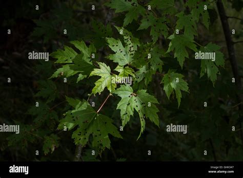 Maple Bladder Gall On Silver Maple Acer Saccharinum Caused By Vasates Quadripedes The Maple