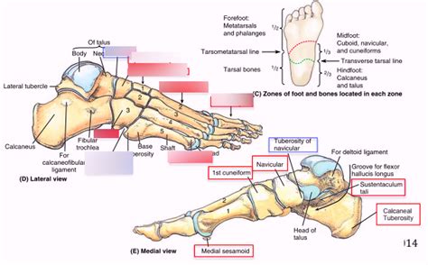 Foot Bony Landmarks 3 Diagram Quizlet