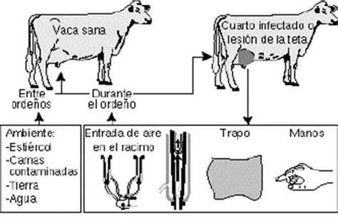 Mastitis Bovina Intagri Sc