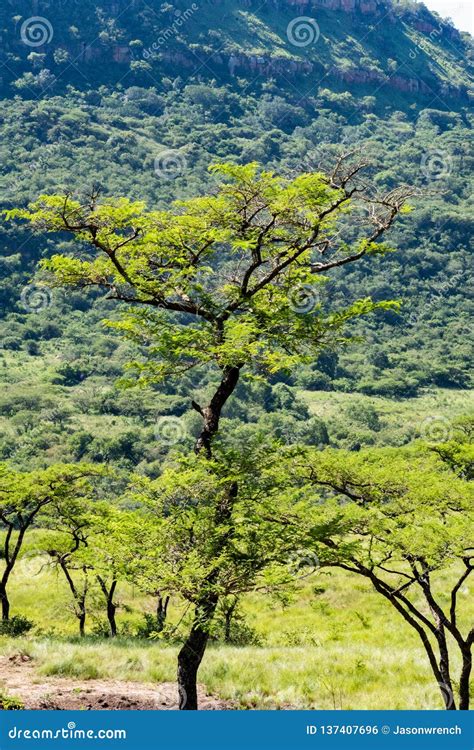 An Acacia Tree In The African Bush Stock Photo Image Of Landscape