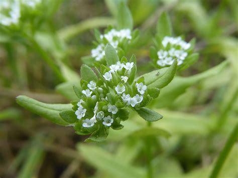 Valerianella Locusta L Laterr Common Cornsalad Flickr