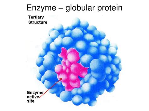 PPT - Levels of Protein Structure PowerPoint Presentation, free ...