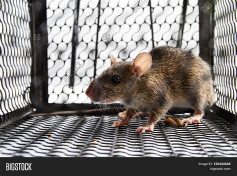 Mouse Cage Image & Photo (Free Trial) | Bigstock