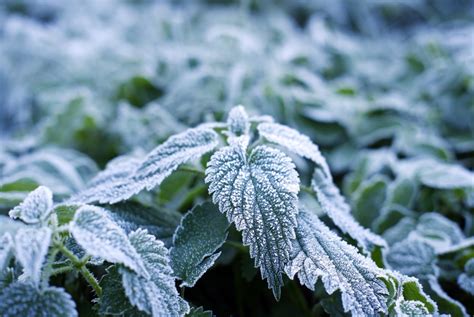 Images Of Frost