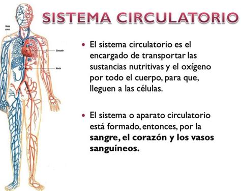 Cómo funciona el sistema circulatorio Cuerpo humano