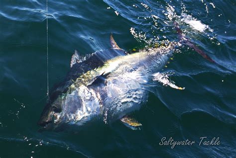 Cape Cod September 2016, Bluefin Tuna Jig Bite! | BASS BARN