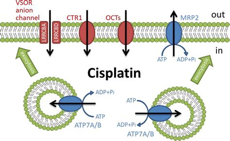 Frontiers The Relationship Between Actin Cytoskeleton And Membrane