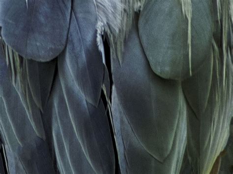 Abstract of Blue Heron Feathers | Smithsonian Photo Contest ...